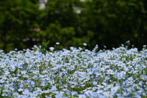 showa nemo 015