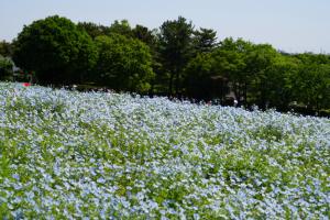 showa nemo 021