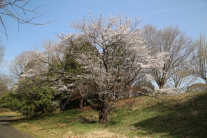 showa sakura 002
