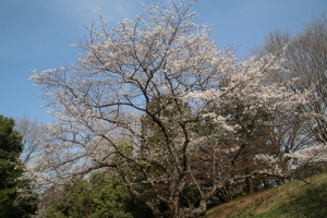 showa sakura 003