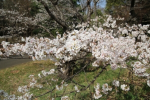 showa sakura 004