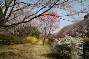 showa sakura 006