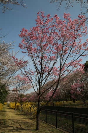showa sakura 007