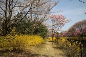 showa sakura 008