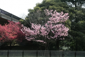 showa sakura 009