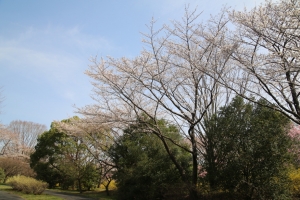 showa sakura 010