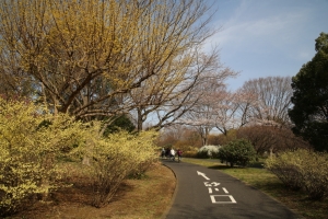 showa sakura 011