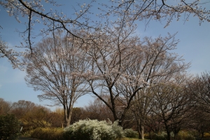 showa sakura 012