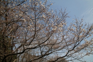 showa sakura 013