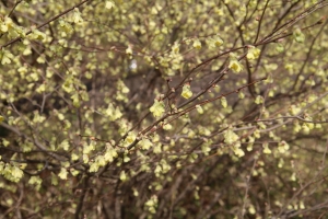 showa sakura 014