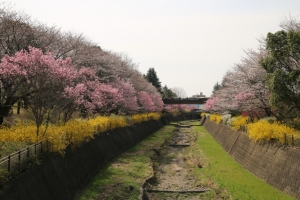 昭和記念公園「桜のころ」（１／２）