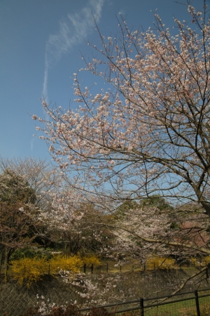 showa sakura 016