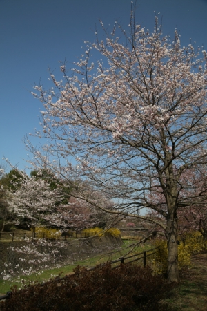 showa sakura 017
