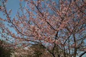 showa sakura 018