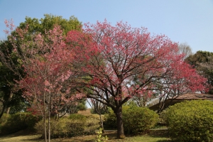 showa sakura 019