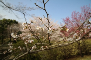 showa sakura 020