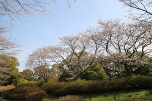 showa sakura 021