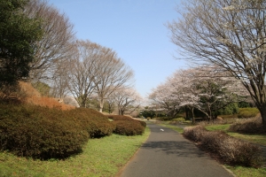 昭和記念公園「桜のころ」２０１３