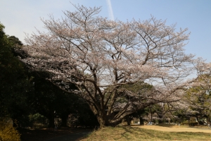 showa sakura 023