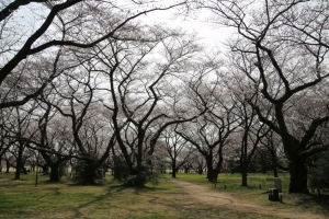showa sakura 024