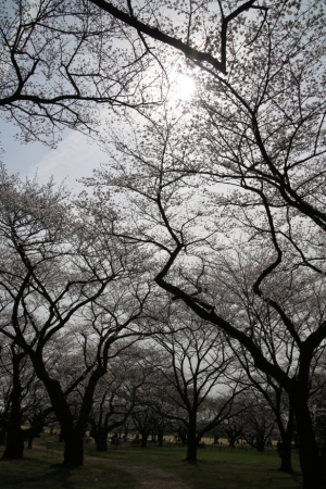 showa sakura 025