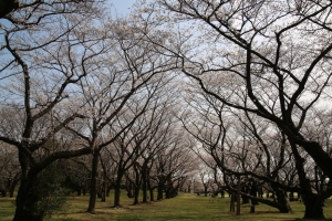 showa sakura 026