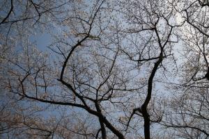 showa sakura 027