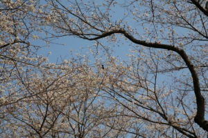showa sakura 028