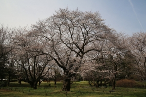 showa sakura 030