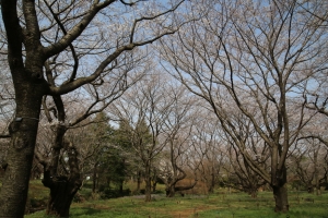 showa sakura 031