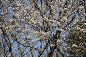 showa sakura 032