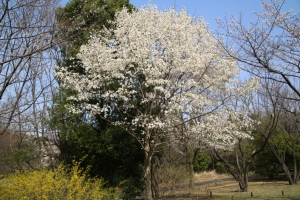 showa sakura 034