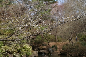 showa sakura 035