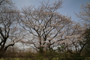 showa sakura 036