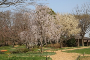 showa sakura 037