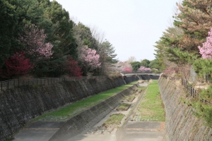 showa sakura 038