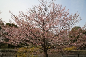 showa sakura 039