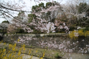 showa sakura 040