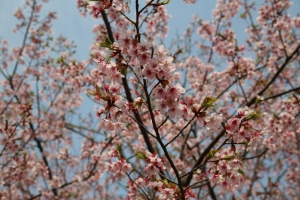 showa sakura 041