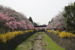 showa sakura 042