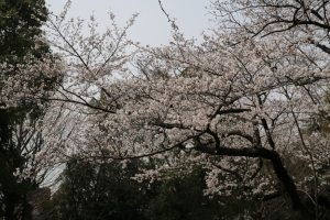 showa sakura 043