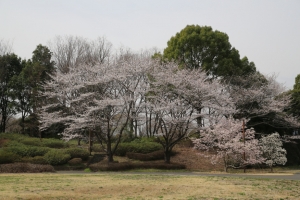 昭和記念公園「桜のころ」（２／２）