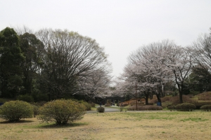 showa sakura 047