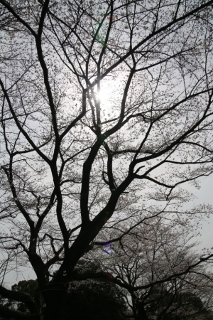 showa sakura 048