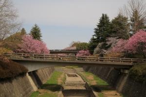 showa sakura 049