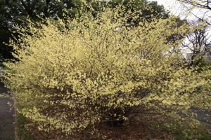 showa sakura 050