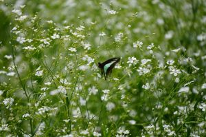 昭和記念公園（ポピー）２０２６（２／２）