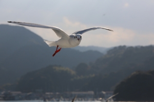 surugawan 026