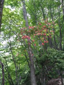 takekawadake 025