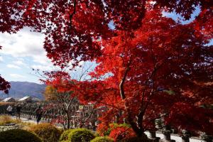 tateshina koyo 005